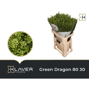 Lep Vi Green Dragon 80 30