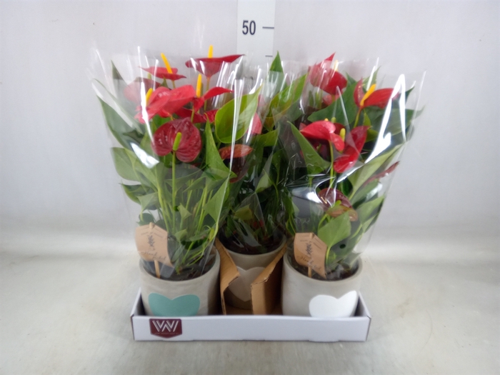 <h4>Anthurium  'Diamond Red'</h4>