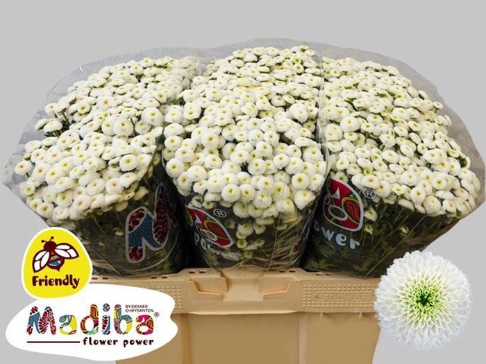 <h4>CHR SAN MADIBA LUMIE WHITE CHR S MA</h4>