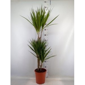 Dracaena marg.