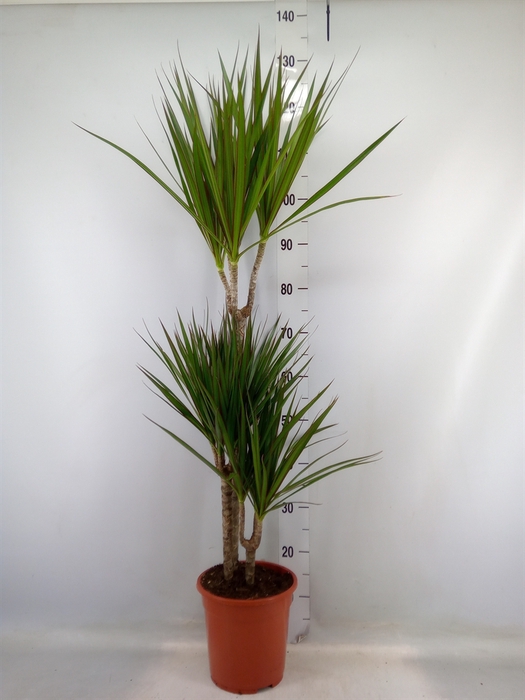 <h4>Dracaena marg.</h4>