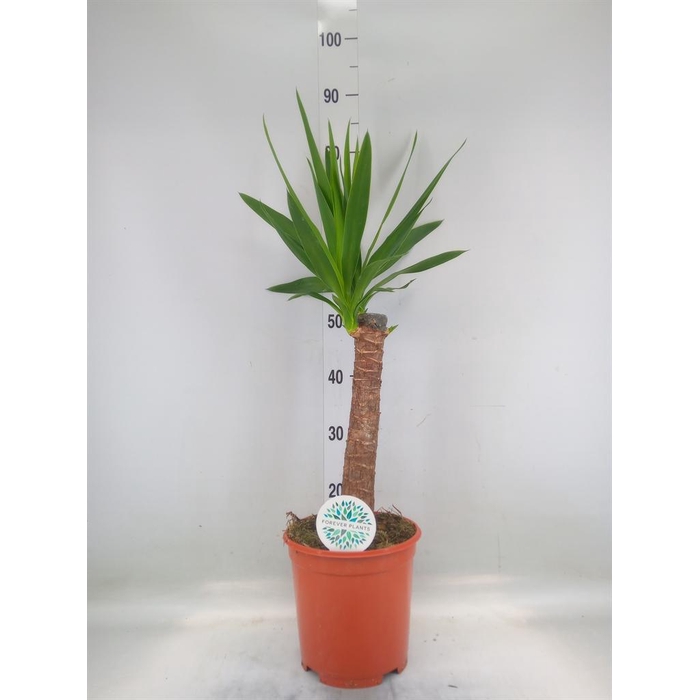 <h4>Yucca   ...</h4>