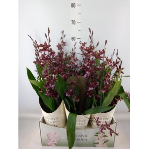 Burrageara  'Barrocco Red'