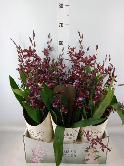 <h4>Burrageara  'Barrocco Red'</h4>