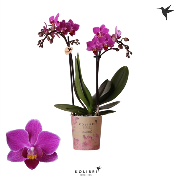 <h4>Kolibri Orchids Phalaenopsis Basel 2 spike</h4>