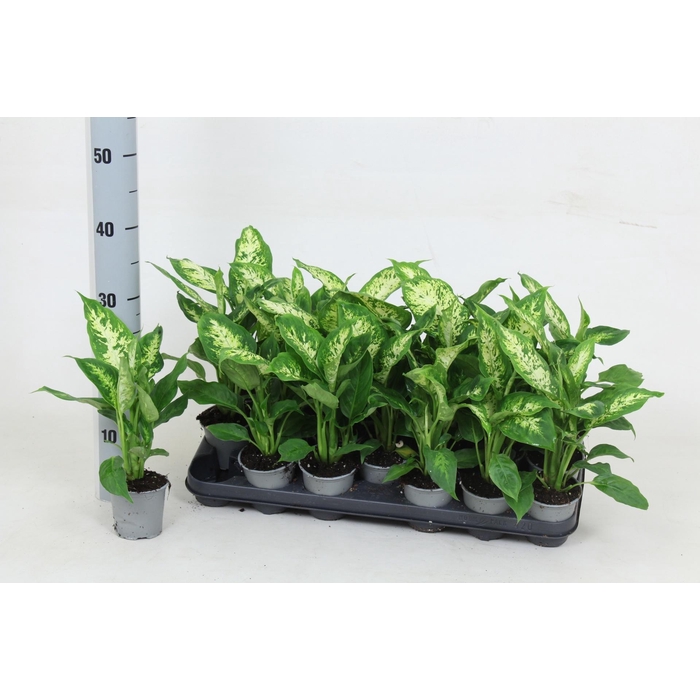 <h4>DIEFF COMPACTA</h4>