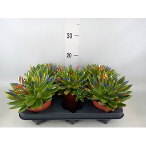 Echeveria  'Miranda'