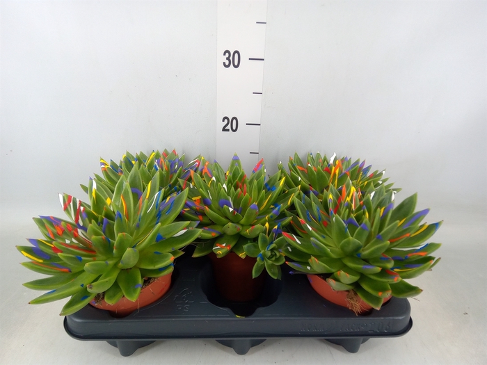 <h4>Echeveria  'Miranda'</h4>