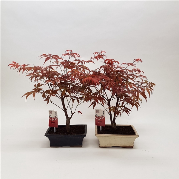 <h4>Acer Bonsai Mix 20 cm</h4>