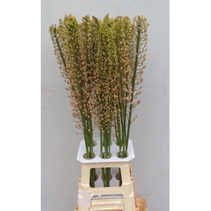 EREMURUS SH P STAR
