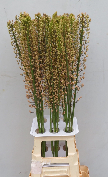 <h4>EREMURUS SH P STAR</h4>