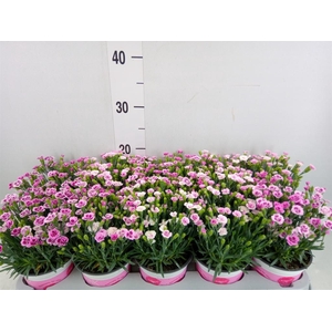 Dianthus  'Pink Kisses'