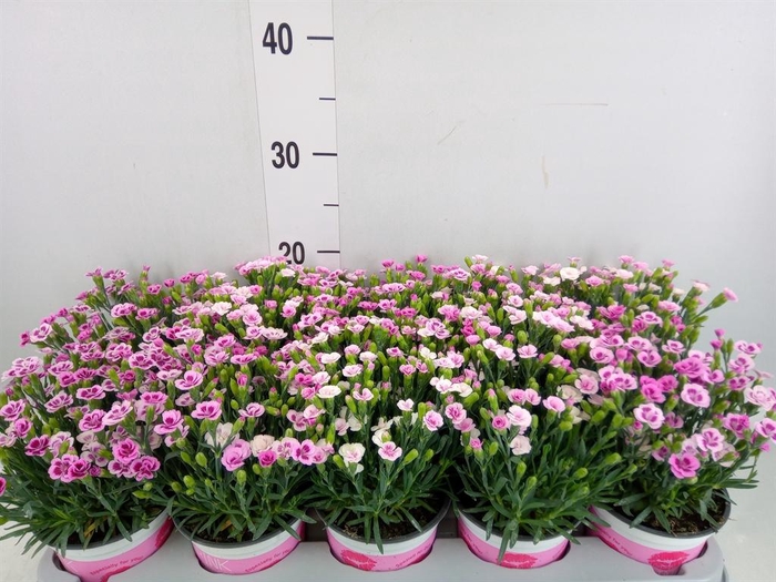 <h4>Dianthus  'Pink Kisses'</h4>