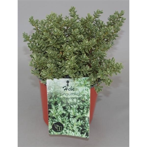 Hebe pinguifolia 'Sutherlandii' C1,5