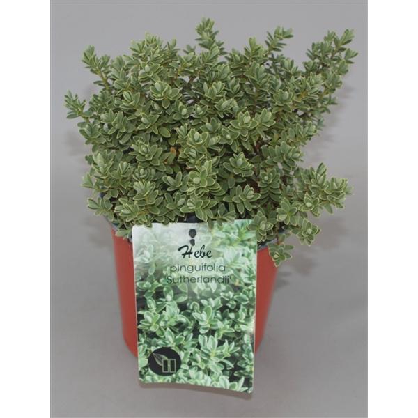 <h4>Hebe pinguifolia 'Sutherlandii' C1,5</h4>