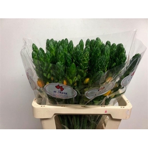 ORNIT DB BRIGHT STAR