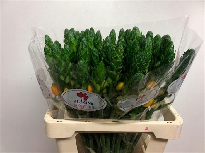 <h4>ORNIT DB BRIGHT STAR</h4>