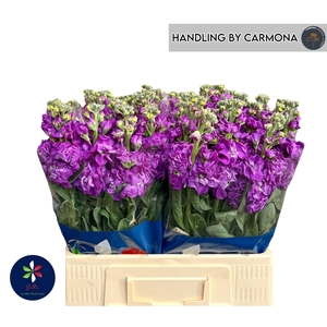 Matth Iron Purple