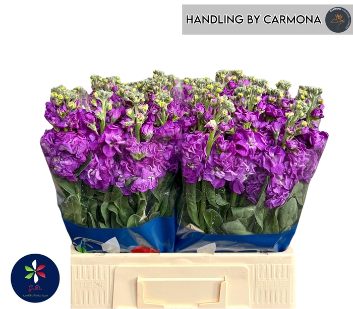 <h4>MATTH IRON PURPLE</h4>