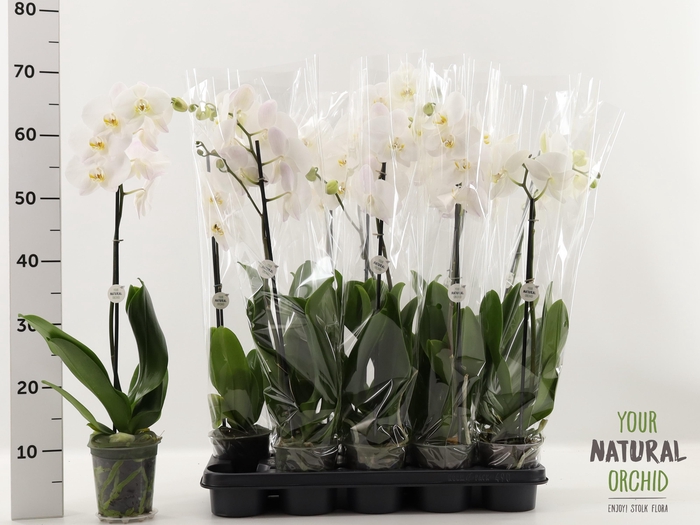 <h4>PHAL OV WIT</h4>