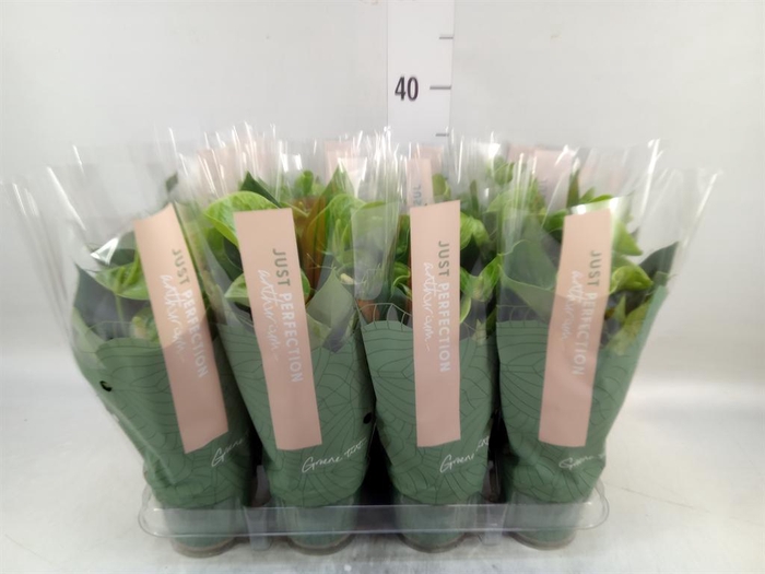 <h4>Anthurium andr. 'Smaragd'</h4>