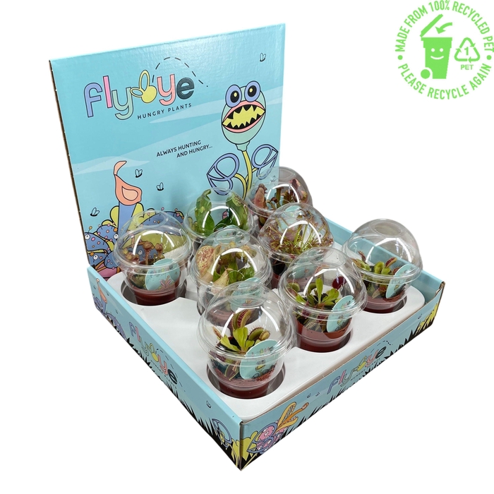 <h4>VLEESETENDE PLANTEN</h4>