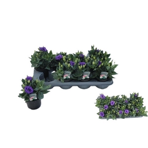 EUST JULIETTA BLUE