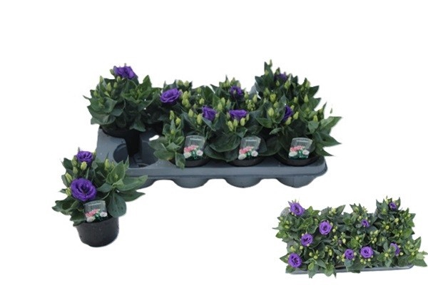 <h4>EUST JULIETTA BLUE</h4>