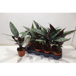 Apob Acuminatissima
