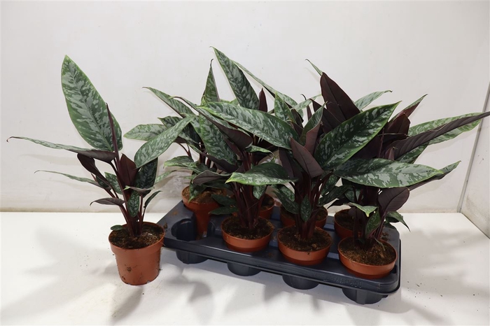 <h4>Apob Acuminatissima</h4>