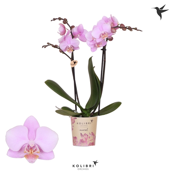 <h4>Kolibri Phal 2-Tak Ecuador</h4>