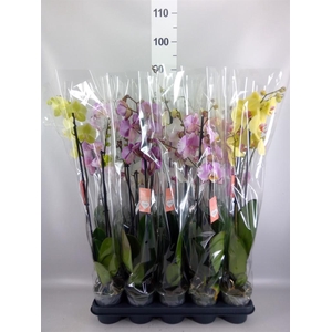 Phalaenopsis   ...mix  5