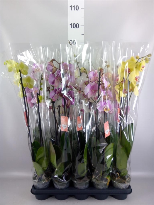<h4>Phalaenopsis   ...mix  5</h4>