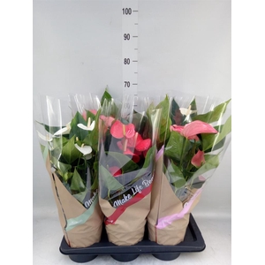 Anthurium   ...mix 4