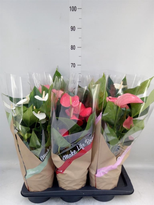 <h4>Anthurium ...mix 4</h4>