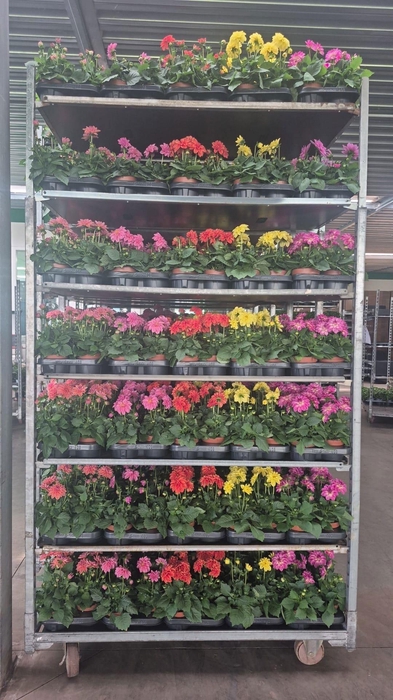 <h4>DAHLIA ROYAL GEM</h4>