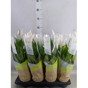 Spathiphyllum  'Strauss'