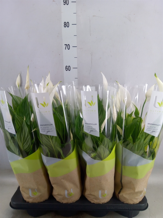 <h4>Spathiphyllum  'Strauss'</h4>