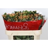 Hypericum Mellow Romance Spray