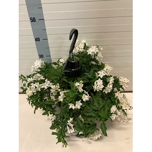 SOLANUM JASMINOIDES