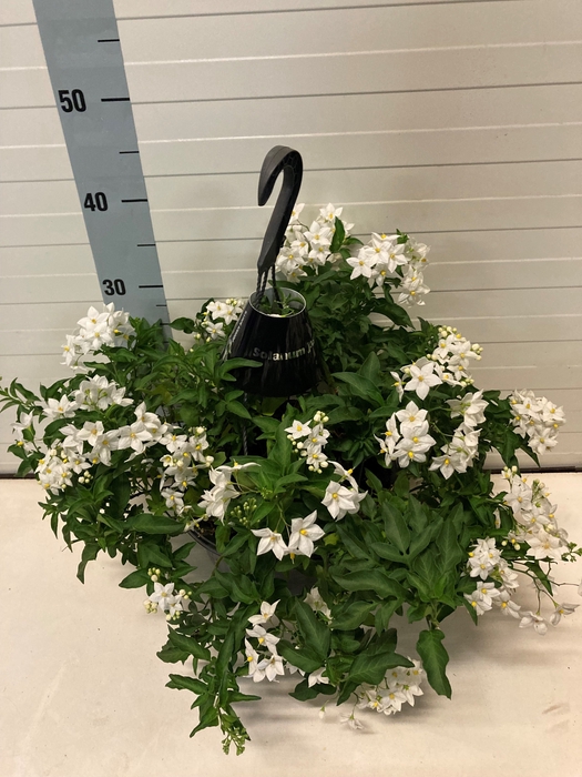 <h4>SOLANUM JASMINOIDES</h4>