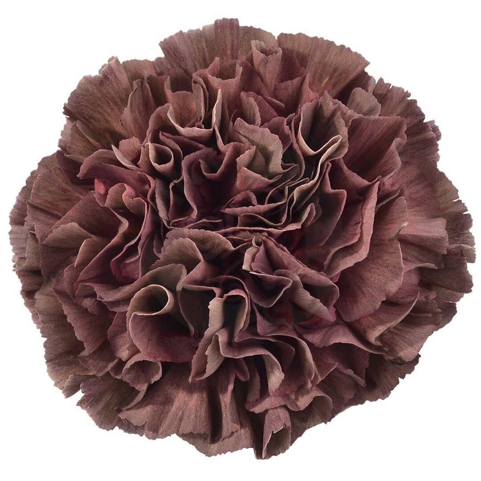 <h4>Dianthus St Copper Extasis</h4>
