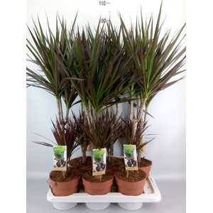 Dracaena marg. 'Magenta'