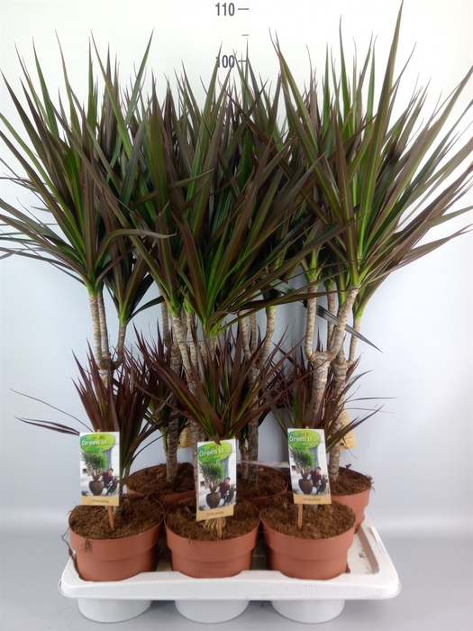 <h4>Dracaena marg. 'Magenta'</h4>