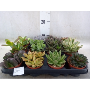 Succulents   ...