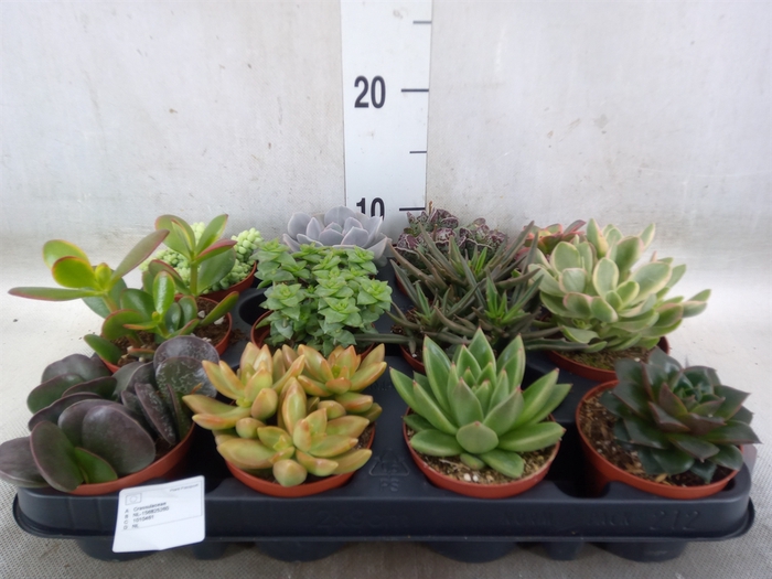 <h4>Succulents   ...</h4>