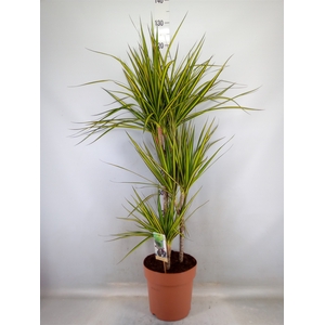 Dracaena marg. 'Sunray'