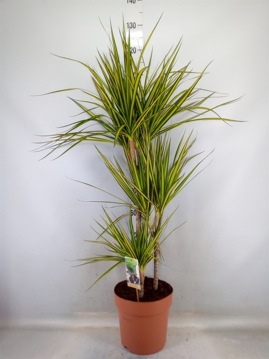 <h4>Dracaena marg. 'Sunray'</h4>