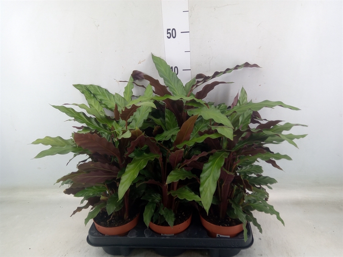 <h4>Calathea rufibarba</h4>