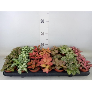 Fittonia   ...mix 7